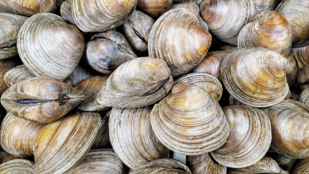 Campbell River Resident Fined $5,000 for Illegal Shellfish Harvesting