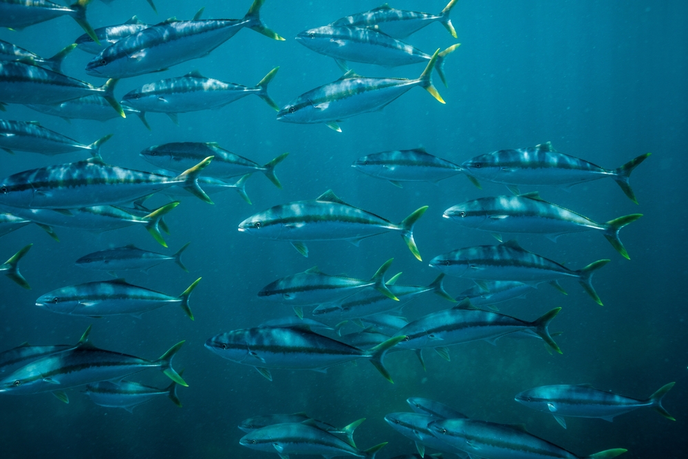The Kingfish Company Reports Positive H1 EBITDA as Sales, Margins Improve