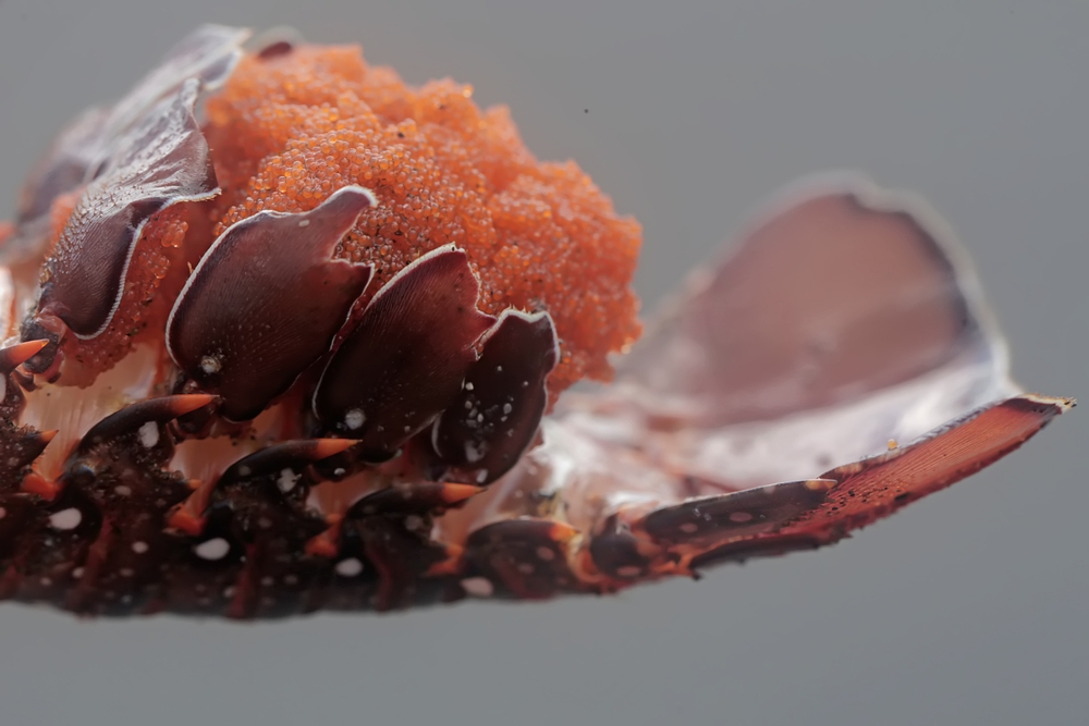 New UMaine Study Examines Cunner’s Possible Impact on Maine Lobster