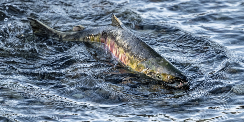 State Biologists Forecast Average Returns for Kotzebue Sound Commercial Salmon After 2024 Crash