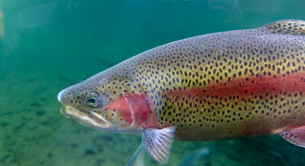 Why Turkish Salmon Is the New Rose Gold of the Black Sea