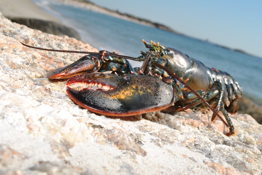 ‘Everybody’s Just Restless’: Maine’s Iconic Lobster Fishery Braces for Trade Wars, Upheaval