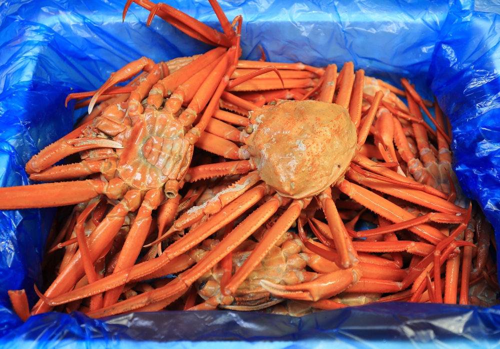 Quinlan Brothers Fights Government On Claims Regarding Processing of Dead Snow Crab