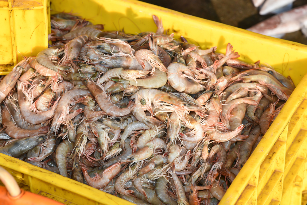 Labor Shortage, Erratic Power Hit Indian Shrimp Ryots