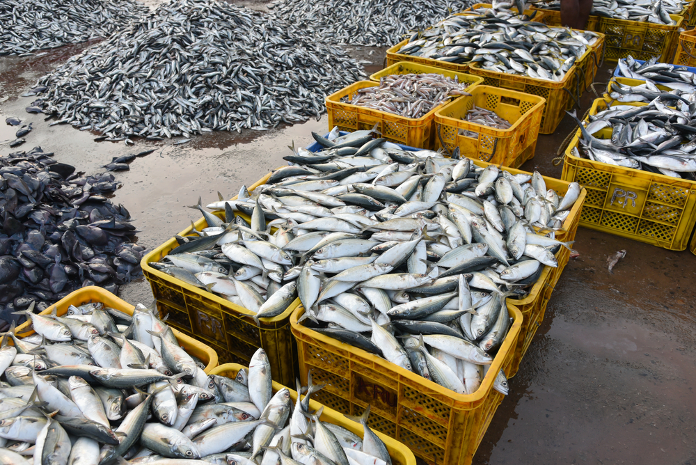 Despite US Tariffs, Indias Seafood Exports Jump 21% During April-October