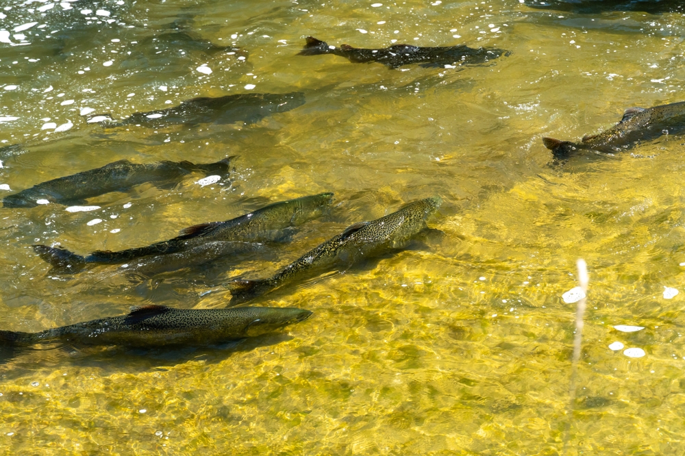 Record Return of Hatchery Chinook Expected to Whatcom Creek