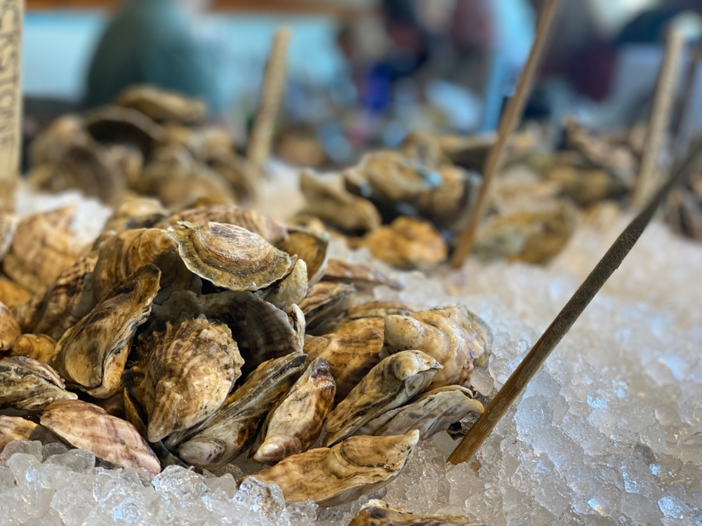 Rainfall Closure Triggers Oyster Recall Linked to Maine Aquaculture Site