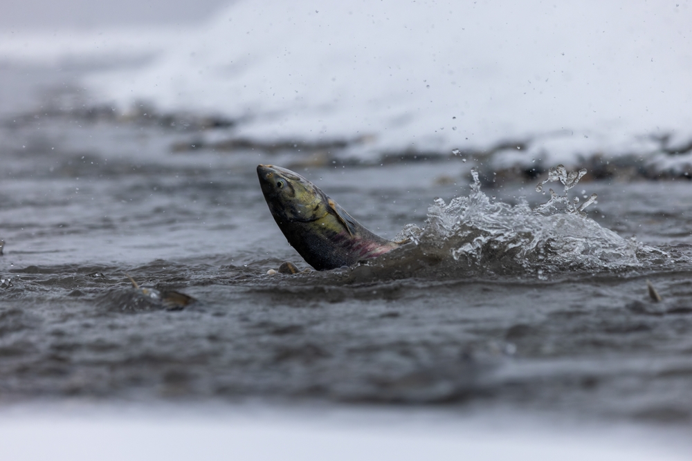 NPFMC Sets New Measures to Reduce Western Alaska Chum Bycatch During Pollock B Season