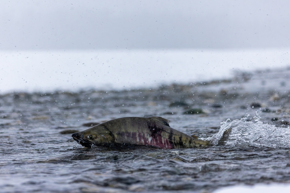 North Council Sets Options for Reducing Chum Salmon Bycatch in the Bering Sea