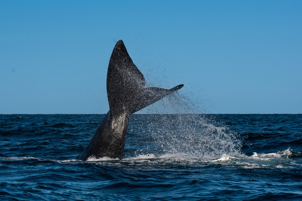 NOAA Reports Spike in Whale Entanglements, Latest Bad News in Year of Threats