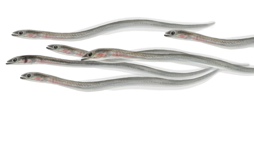 Baby Eel Poaching Bubbles to the Surface Again in Canada