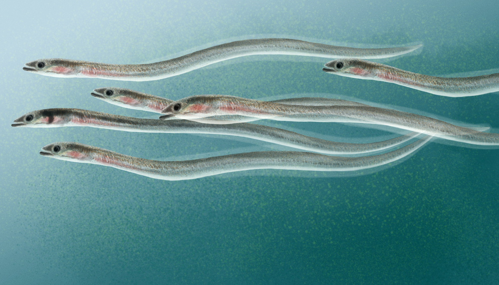 Maines Elver Fishery Lottery Offers New Opportunities for the 2026 Season