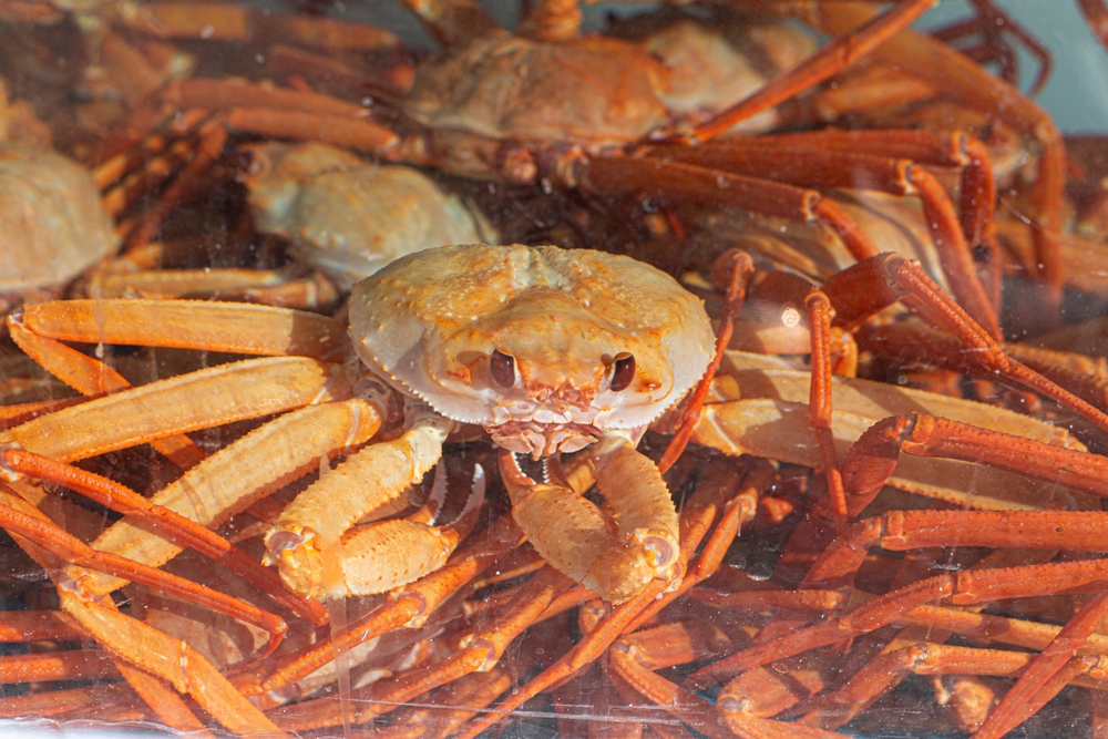 Worlds Largest Snow Crab Fishery Is Underway — Is The Market Ready For Higher Prices?