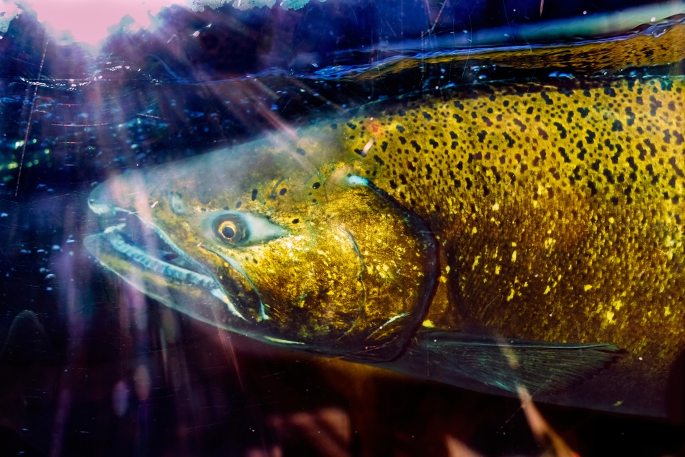 Cowlitz Tribe and NOAA Improved Lower Columbia River Tributary for Salmon and Steelhead