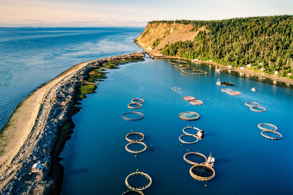 New Brunswick Expresses Its Support For Aquaculture After B.C. Fish Farm Ban