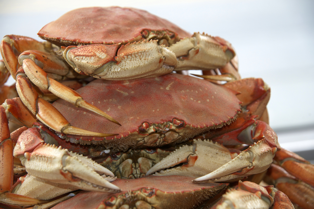 Oregon Dungeness Crab is Ready for Harvest!