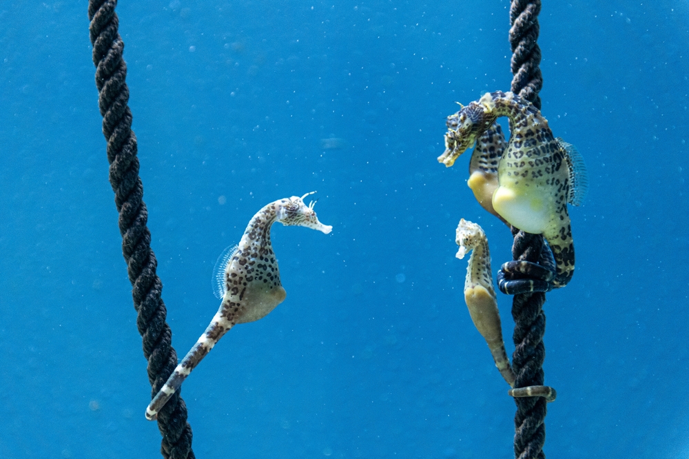 Synergy of Innovation of Seahorse, Salmon Farming Triggers Fishery Industry Upgrading