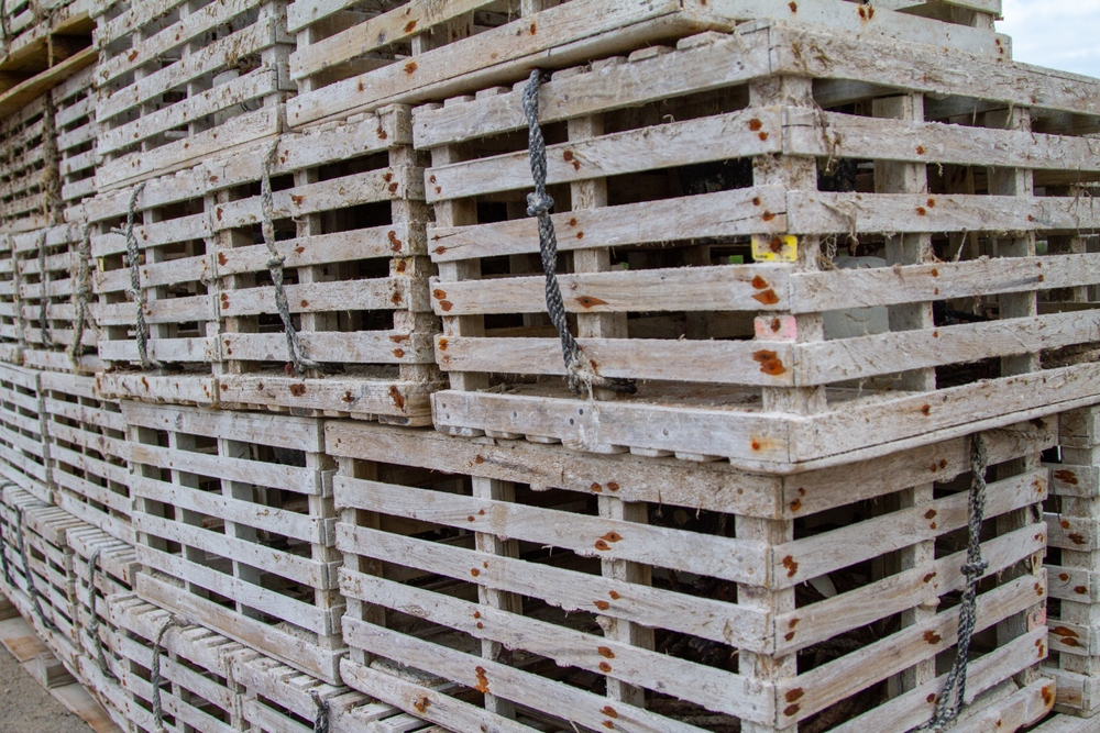 ‘Incredibly Special:’ Setting Day Kicks of Lobster Fishing Season