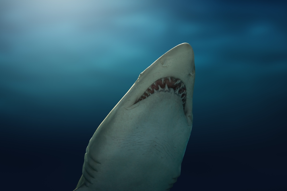 Chemical Shifts in Oceans Create Risks for Sharks