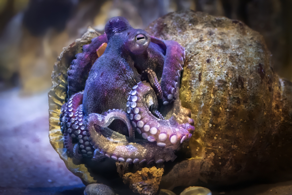Something is Happening in the Atlantic: Octopuses Flee Galicia and Provoke Ecological Crisis