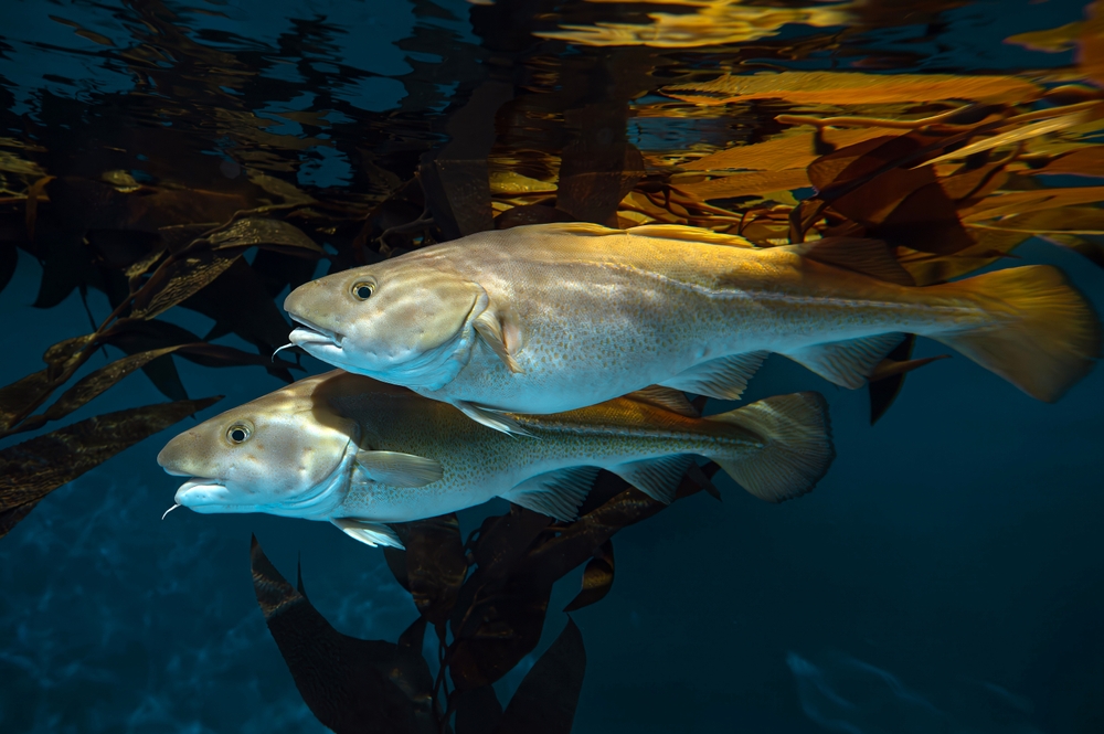 EU-Canada Fisheries Agreement Doubles Cod Quota for Portugal in NAFO Split