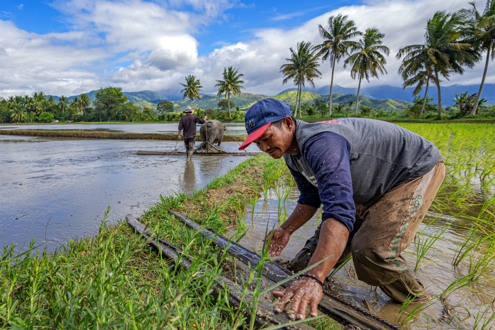 Favorable Weather Quickens Agricultural Output Growth to 5.7% in Second Quarter- Philippines