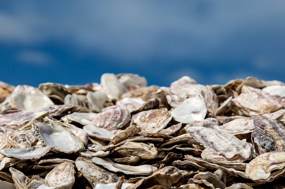From Restaurant to Reef; Discarded Shells to Help Rebuild Oyster Habitat