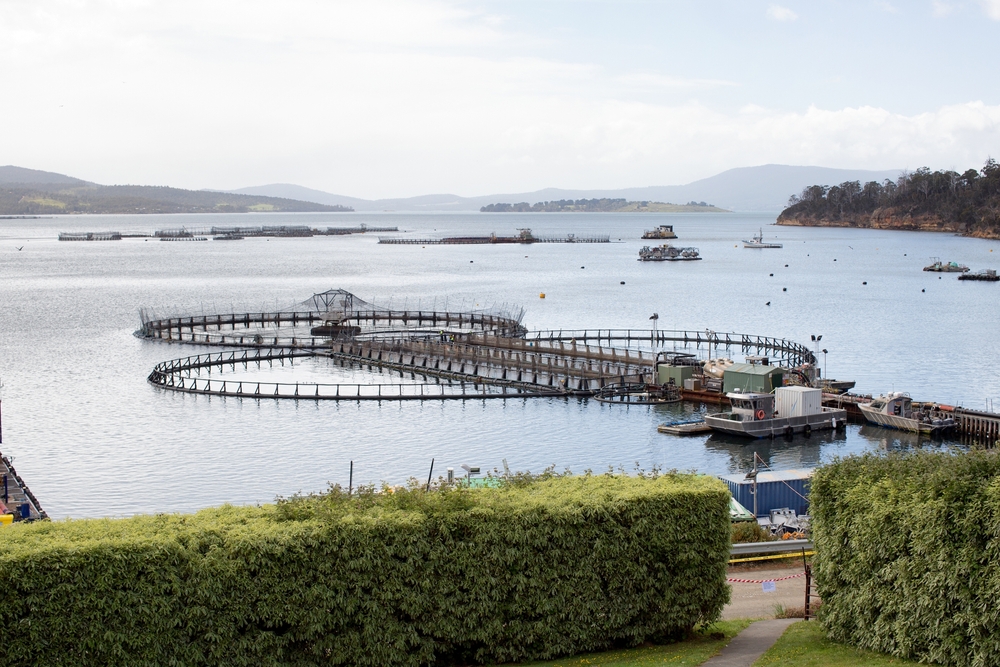 Tasmanian Commercial Fishers Warned About Potential Antibiotic Contamination From Salmon Pens