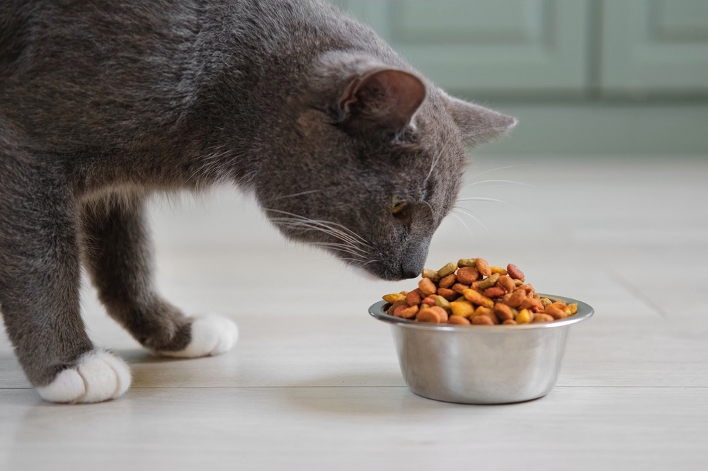 Avanti Feeds Subsidiary Enters Pet Food Market in India