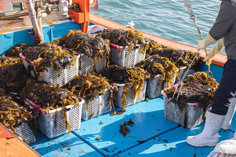Vancouver Island First Nation Finds ‘Increments of Hope’ in Kelp Farming