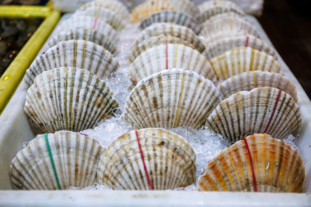 New Japanese Scallop Processing Plants Start Running One after Another, Aiming at Overseas Markets