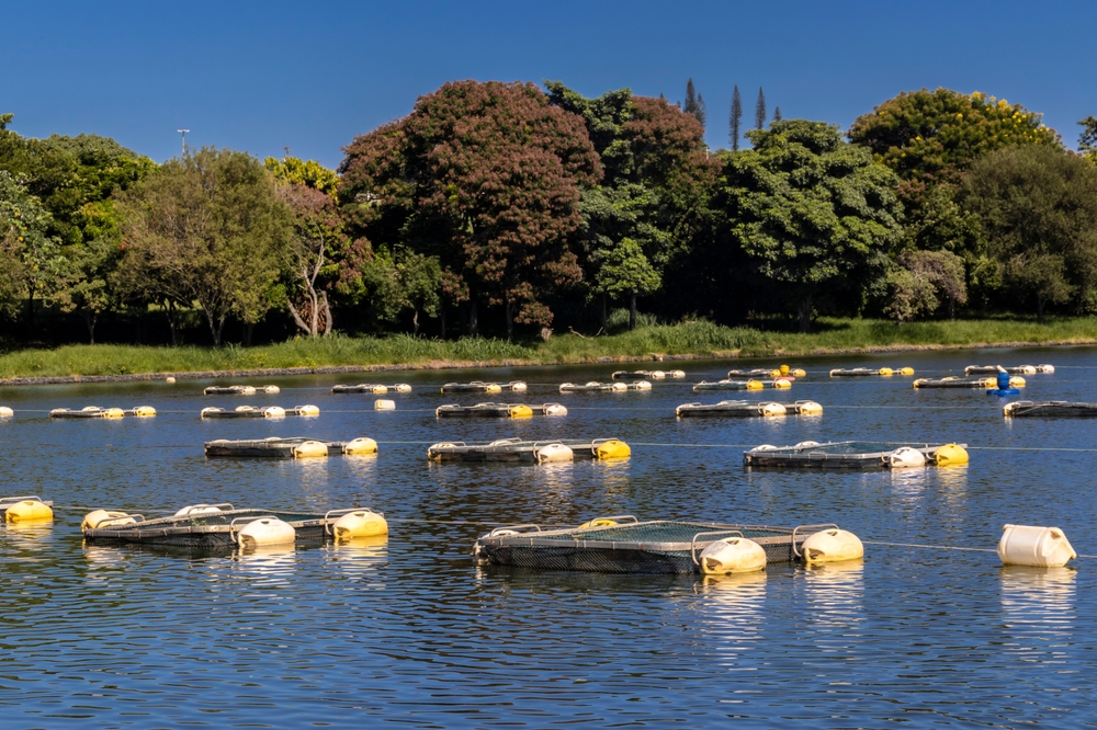 Brazils Fish Industry, Hit with a 50% US Tariff, Seeks a Lifeline