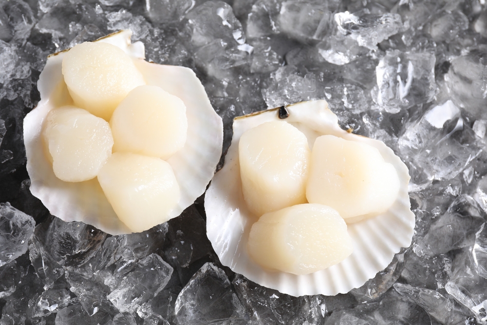 US Scallop Imports, Chilean Mussel Exports Fell Sharply in Q1
