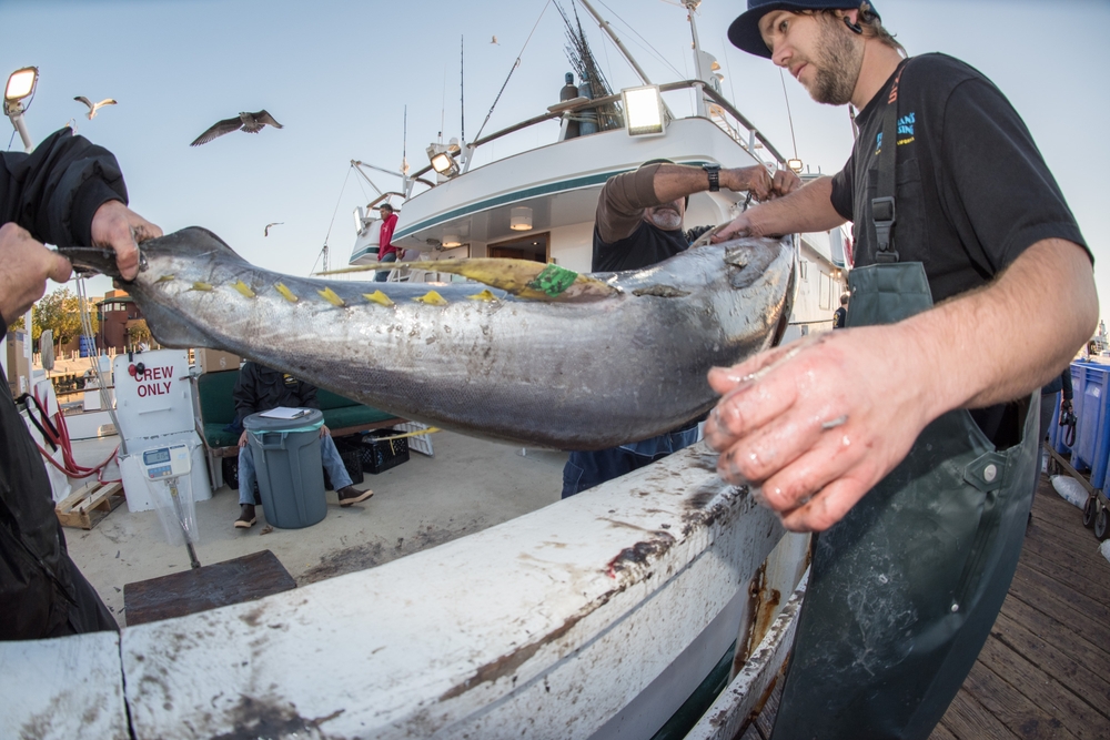 Tuna Farmers to Review Production Costs after Government Decision to Eliminate Diesel Subsidy