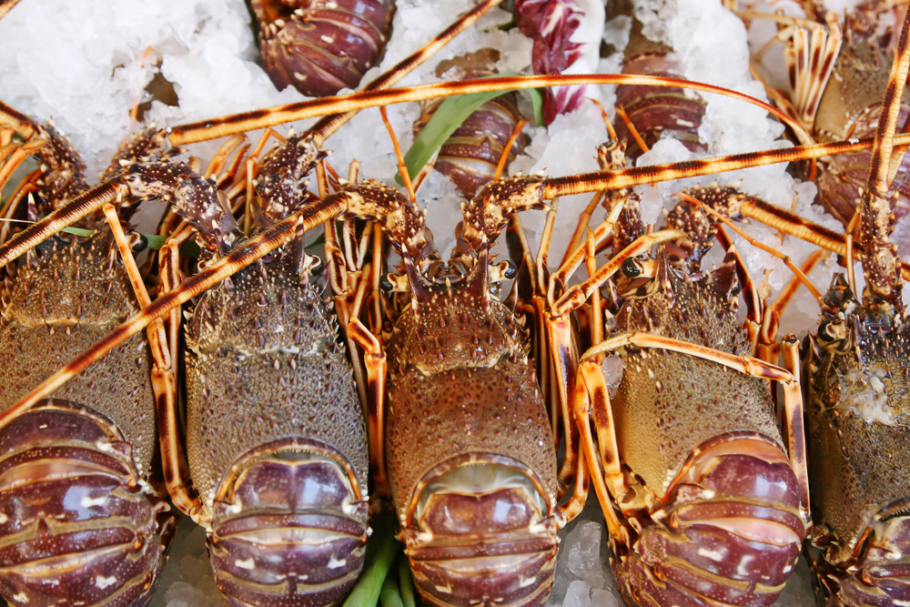 Australia, India Land Trade Deal; PM Says Great News for Lobster Fishers