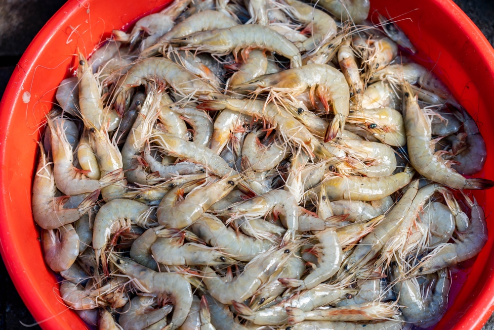 Aquaculture Sector in Andhra Pradesh Faces Crisis Over New US Tariff
