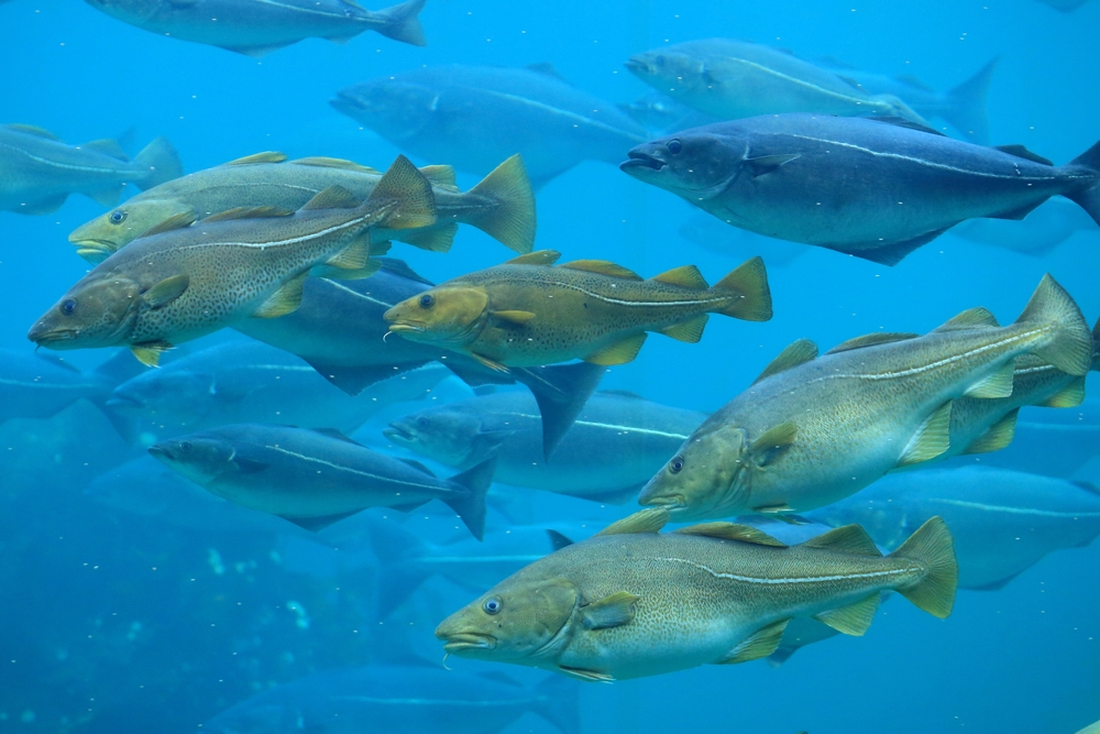Baltic Sea: Overfishing Has Caused Cod to Halve in Body Size Since 1990s, Study Finds