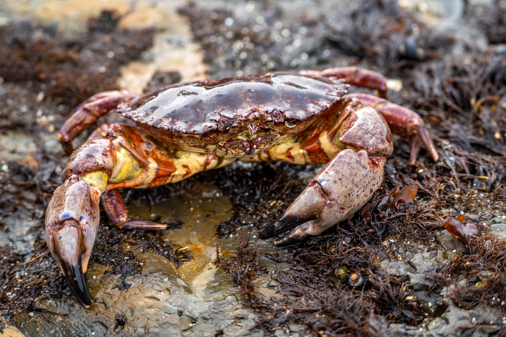 Commercial Rock Crab Fishery Opens from California/Oregon Border to Humboldt Bay