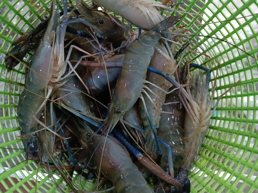 India is World’s Second-Largest Shrimp Producer. That is Now Under Threat