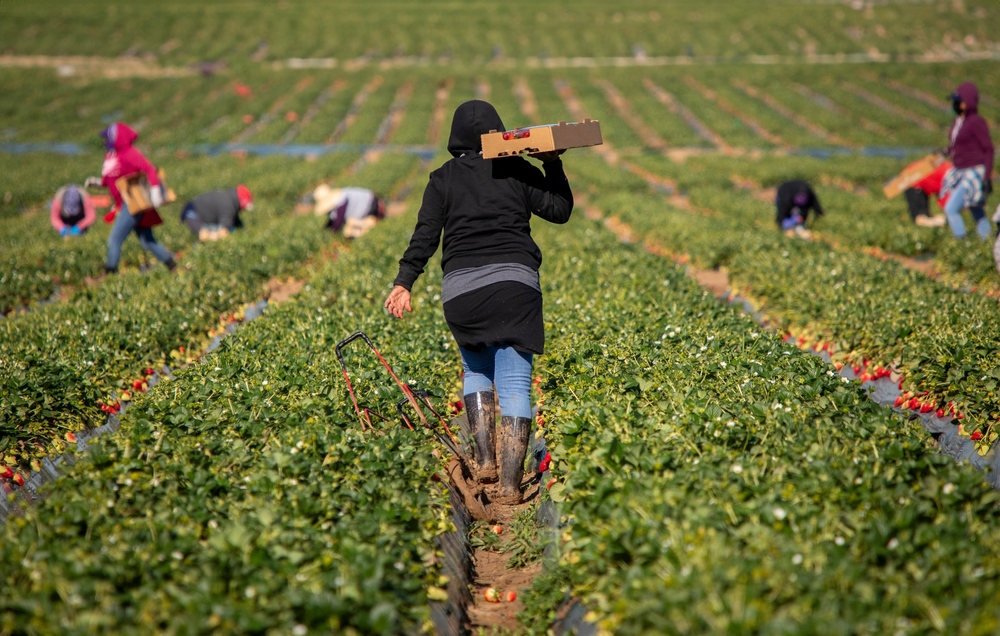 Farm Groups Urge Swift Passage of SAWA as H-2A Costs Squeeze Growers