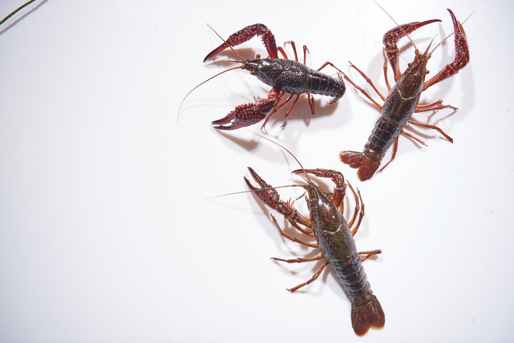 Seafood Processing Company Fined £6,000 for Possessing Undersized Lobsters