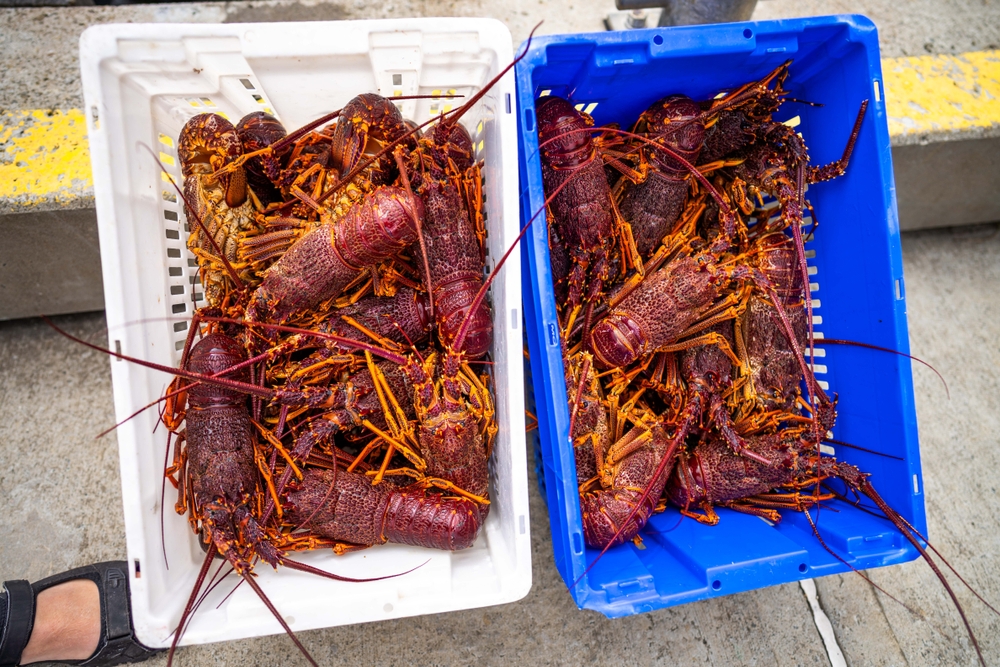 Chinas Seafood Import Rules Behind a Partial Closure of Tasmanias Rock Lobster Fishery
