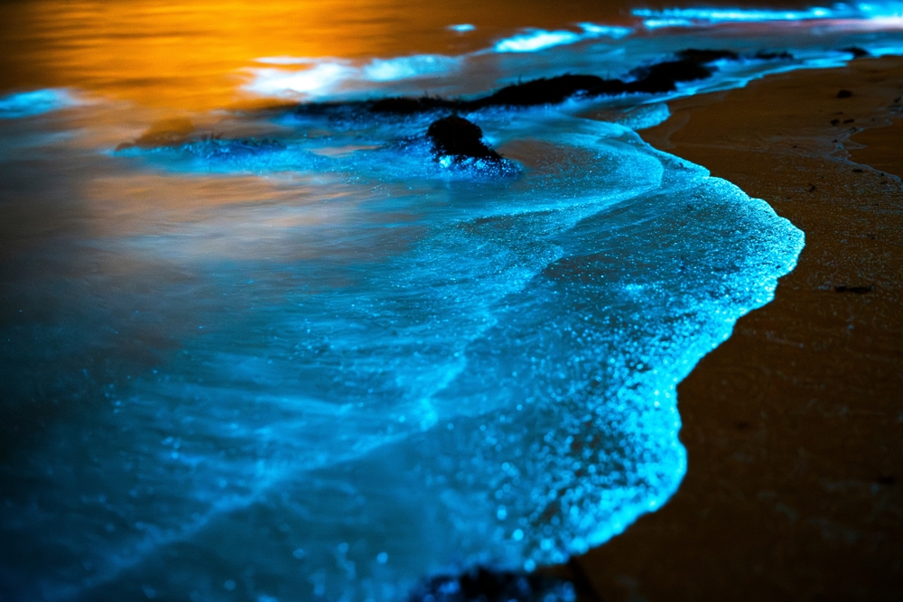 Glowing Waters in Australias Tasmania Linked to Climate Change, Not Fish-Farm Waste