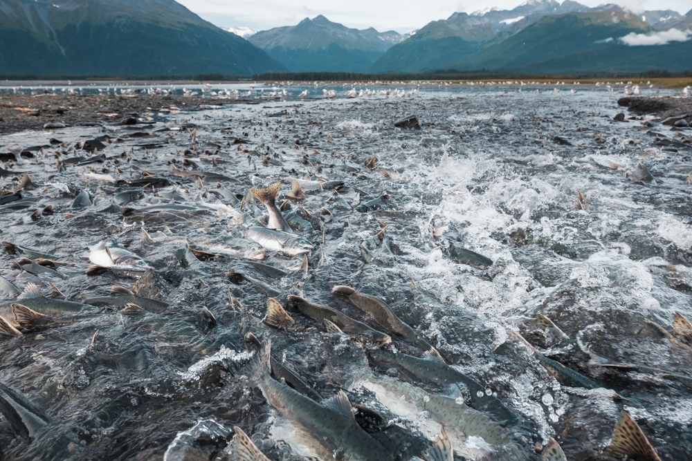 New EIS Describes Potential Impacts on Western Alaska if Donlin Dam Failed by Only 27 Percent