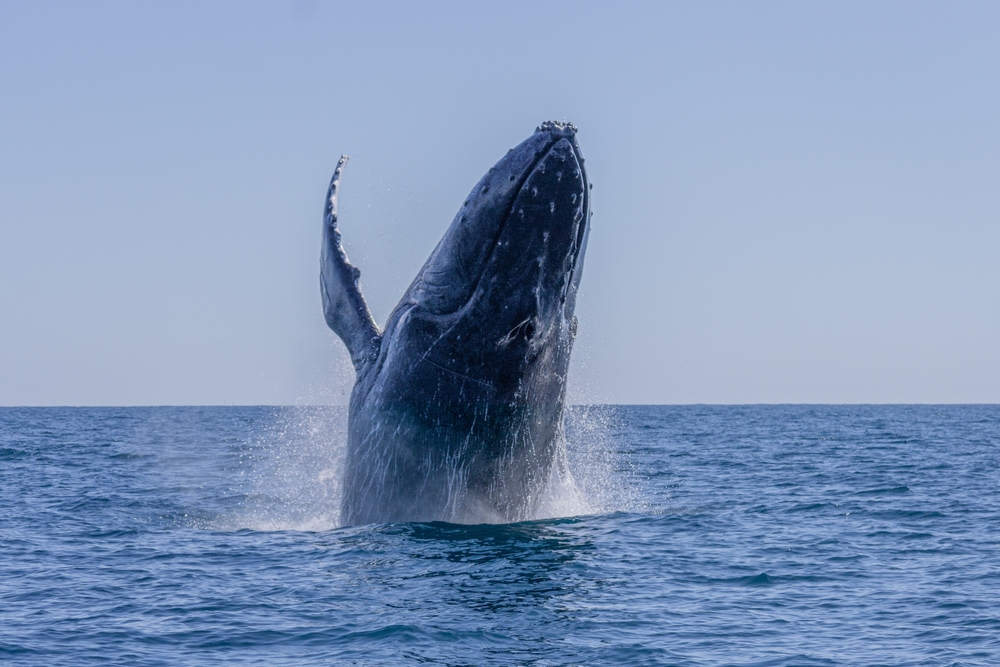 Whale Entanglements Rose to 97 in 2024, Only 11 Released Successfully