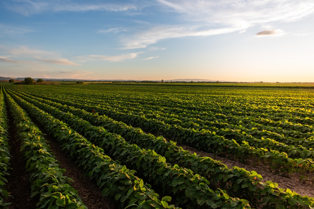 ANALYSIS: The Evolving US Tariff Landscape and Implications for Brazilian Beef – foodmarket.com