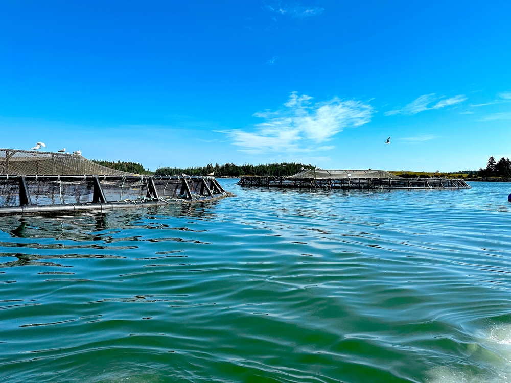 How UAE Plans to Boost Aquaculture by Cutting Red Tape, Backing Research, and Targeting Exports
