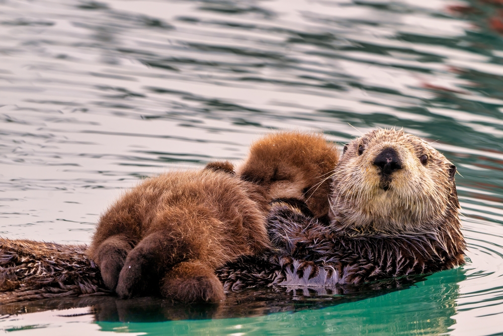 We Cannot Sit and Wait: Southeast Alaska Fisheries Being Overrun by Sea Otters