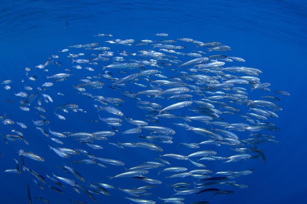 Government Reviewing National Sardines Management Plan