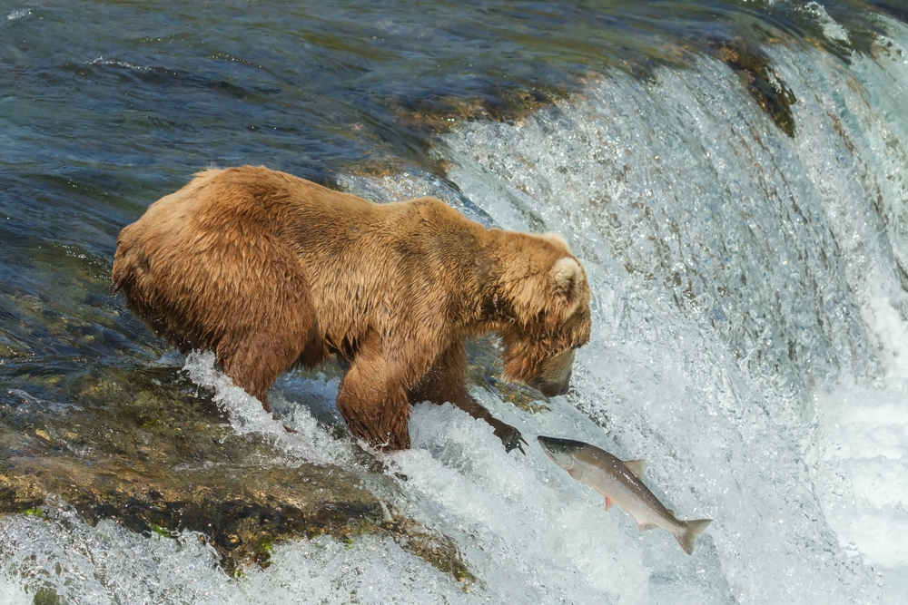 ADF&G Releases 2026 Kodiak Salmon Forecasts